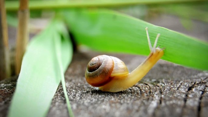 好奇的蜗牛-爬在树叶上