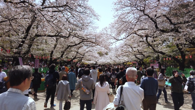 日本东京上野公园4K樱花盛开