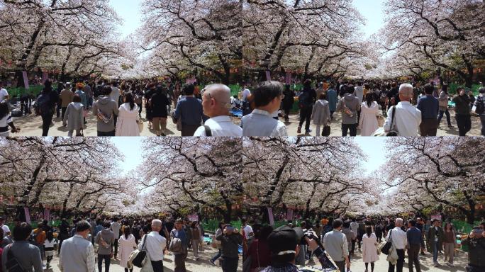 日本东京上野公园4K樱花盛开
