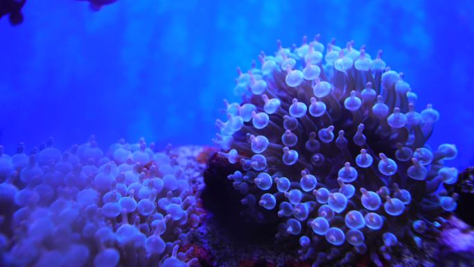 海洋动物海底世界海底生物蓝色的大海