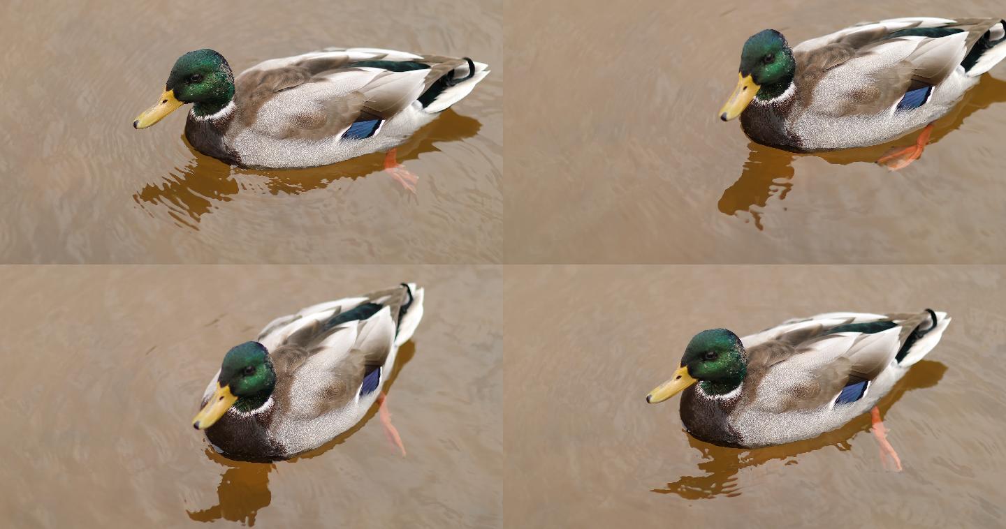 鸭子在河里游泳鸭子戏水