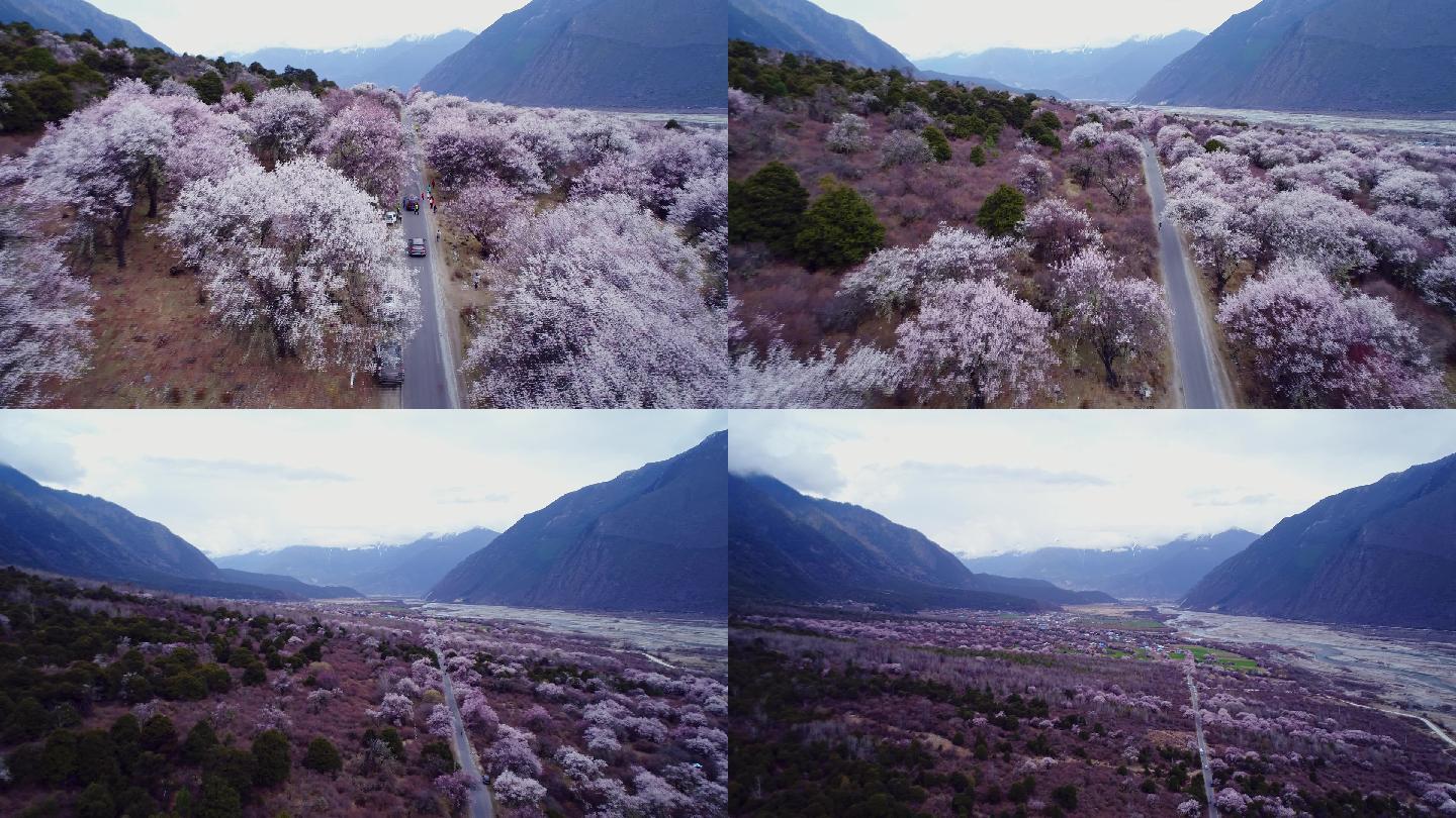 航拍西藏波密桃花村桃花盛开