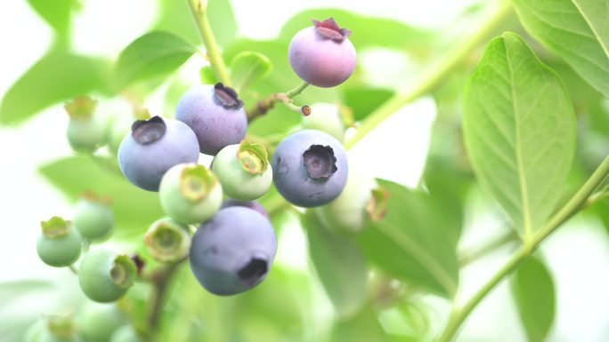 新鲜水果蓝莓特写绿叶果子实拍