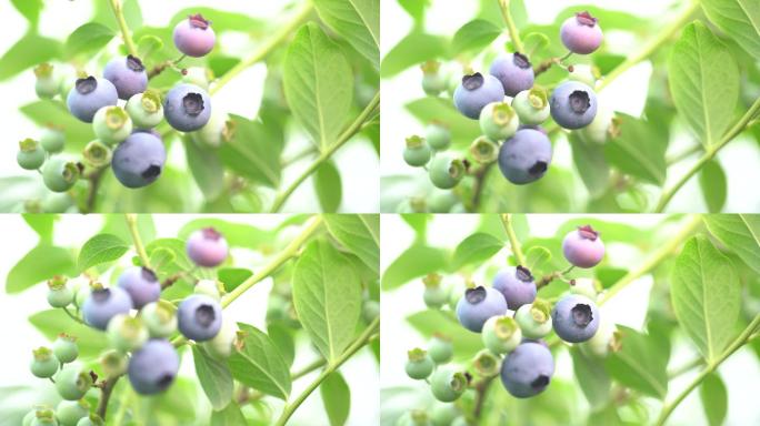 新鲜水果蓝莓特写绿叶果子实拍