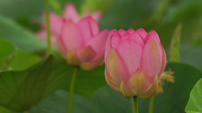 莲花（莲藕）粉色莲花莲花特写静态