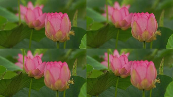 莲花（莲藕）粉色莲花莲花特写静态