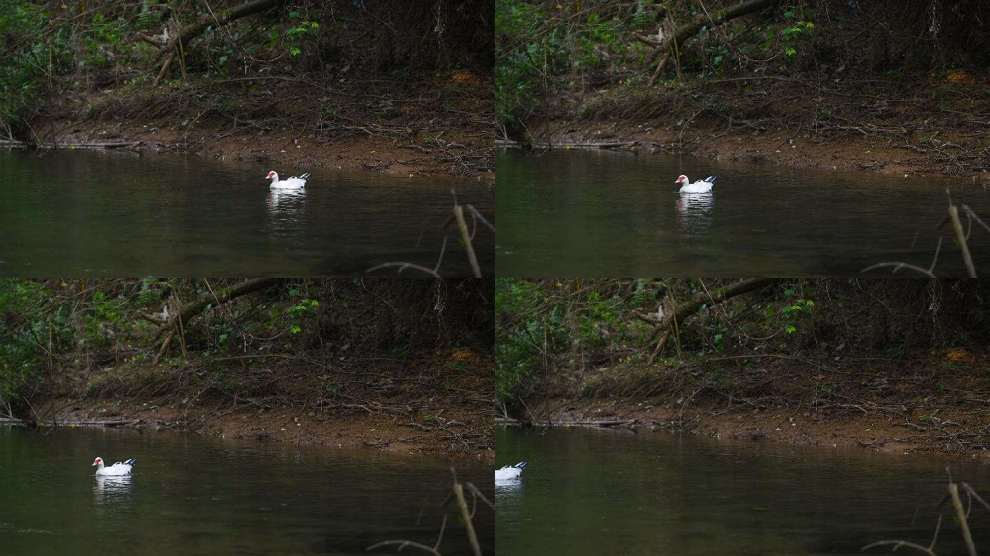 鸭子在河里游泳白色鸭子游水