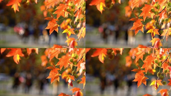 多彩的秋叶枫叶落叶秋天银杏风景航拍古树枯