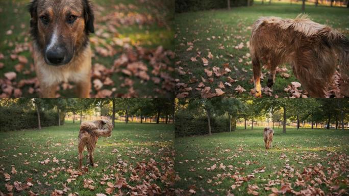 公园里的流浪狗视频实拍金毛