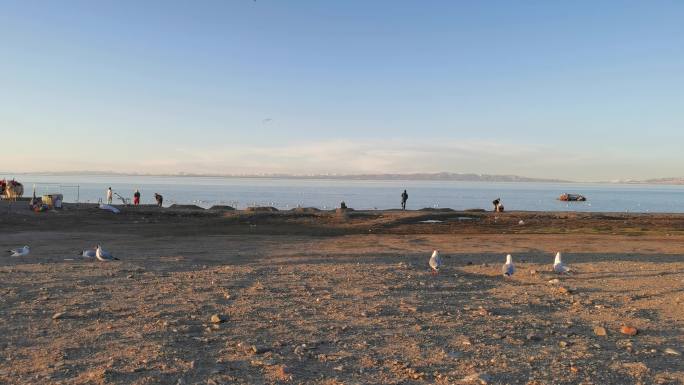 青海湖畔觅食的海鸥2