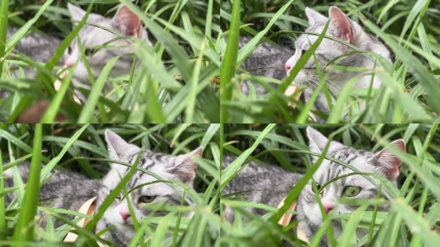 美短猫咪草丛隐藏探险 户外遛猫