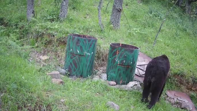 一只熊在树林里的垃圾桶里翻找的跟踪录像