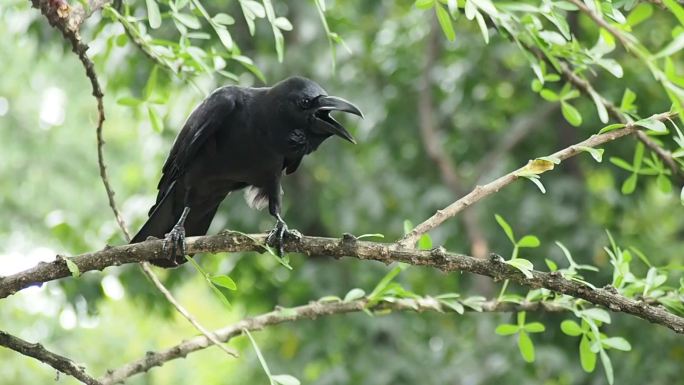 大自然中一只乌鸦的特写镜头，伴有鸟叫声。