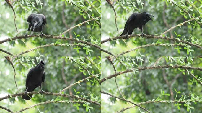 大自然中一只乌鸦的特写镜头，伴有鸟叫声。
