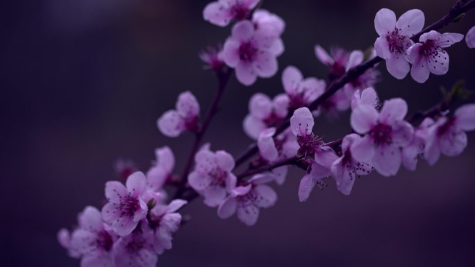 雨天的紫色花朵，带着雨滴