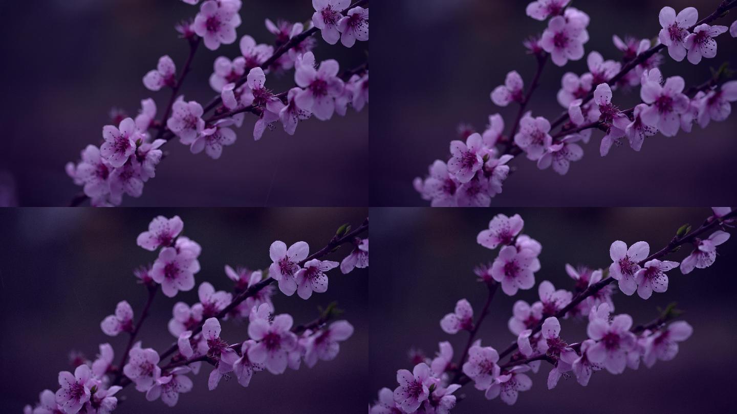 雨天的紫色花朵，带着雨滴