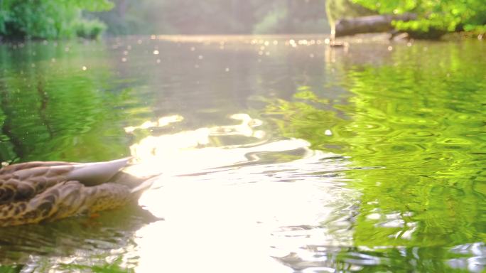 喂鸭子湖水湖面戏水野鸭