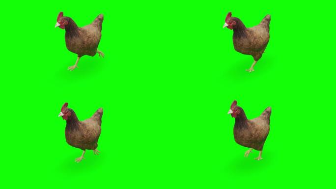 在绿色屏幕上运行鸡肉。动物、野生动物、游戏、返校、3d动画、短片、电影、卡通、有机、色度键、角色动画