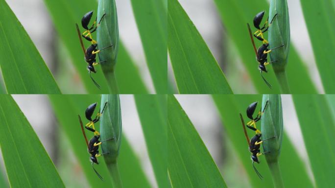 绿叶黄蜂虫类节肢动物