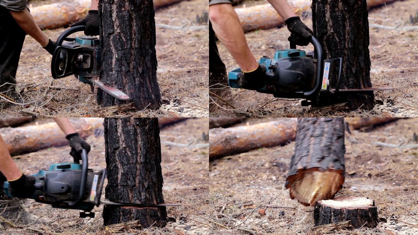 森林砍伐伐木工人正在锯树链锯。