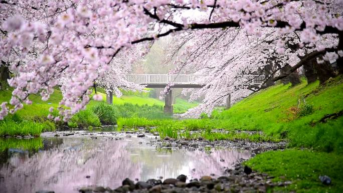 日本东京Tachikawa公园美丽的樱花樱花