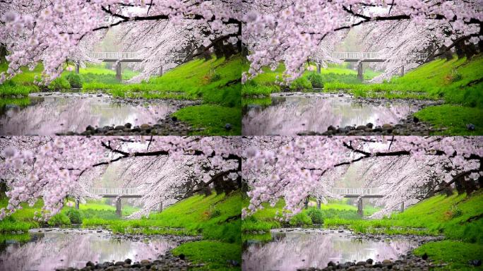 日本东京Tachikawa公园美丽的樱花樱花