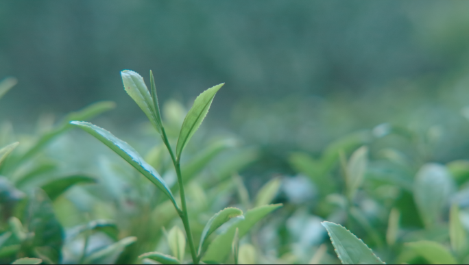 茶清 生态 红茶 绿茶 乡村振兴 春茶