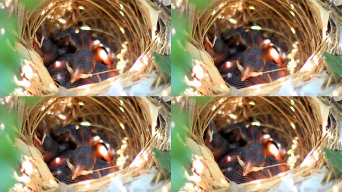 在巢中喂食雏鸟的黄色开口延龄球