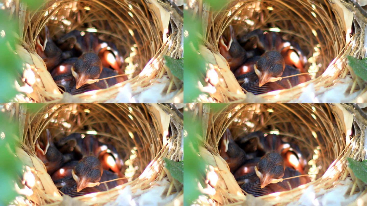 在巢中喂食雏鸟的黄色开口延龄球