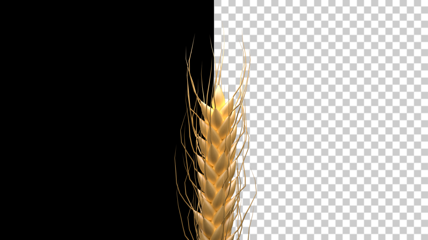 一颗麦穗（透明通道）