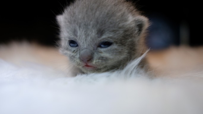 可爱猫咪  刚睁眼幼猫