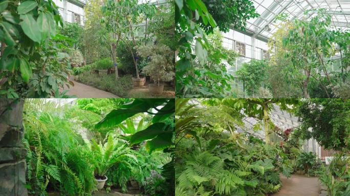 国家植物园/北京植物园/多肉/棕榈/温室