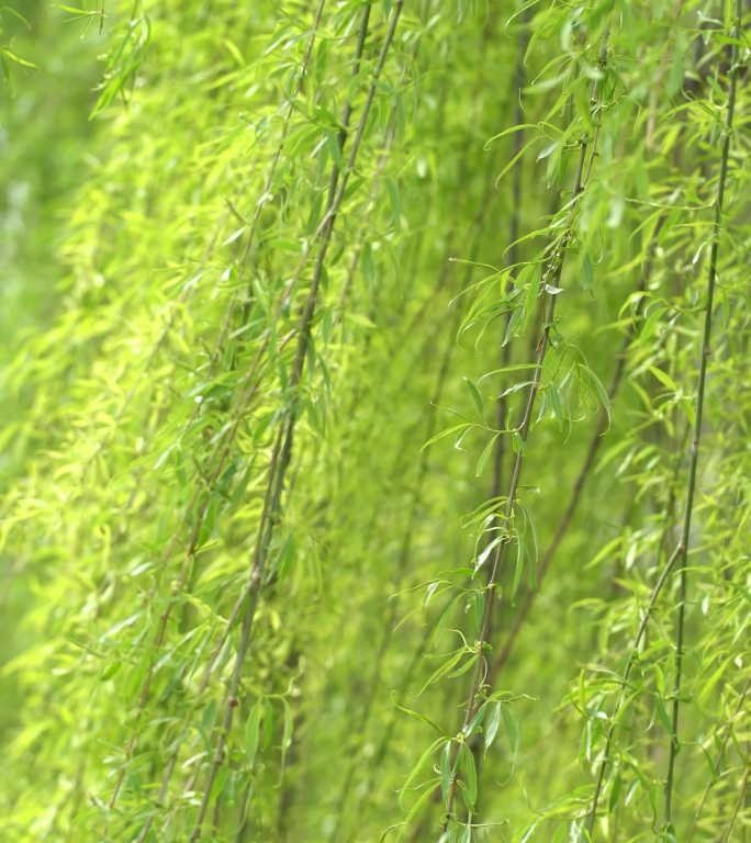 绿叶背景花海春天百花绽放风景梅花花开樱花