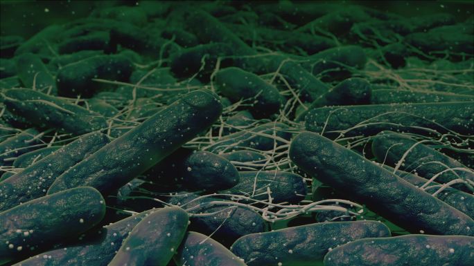 细菌菌落显微观察显微摄影微生物