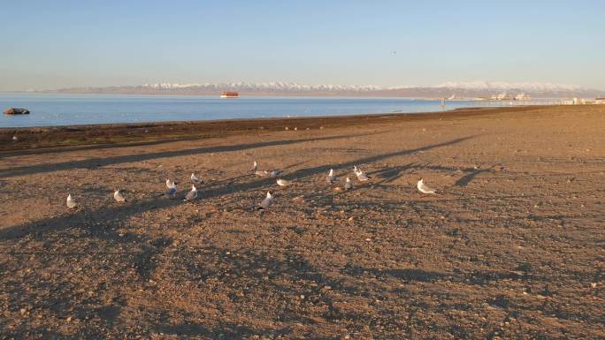 青海湖畔觅食飞翔的海鸥