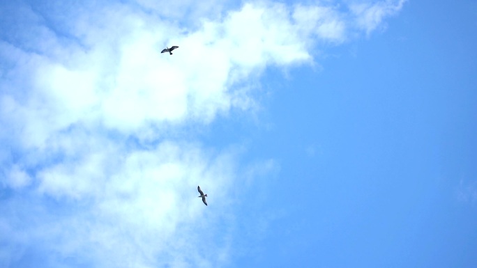 海鸥飞过天空老鹰盘旋天空飞翔的鸟天空滑翔