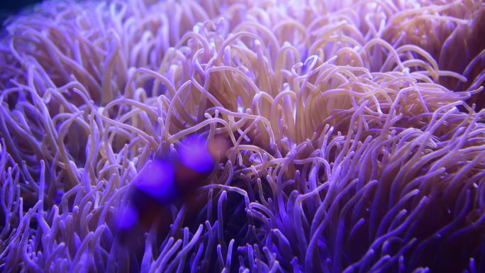 海葵海洋水族馆珊瑚礁珊瑚虫