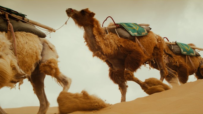 大漠黄沙沙漠之舟骆驼驼队沙尘暴商队张骞