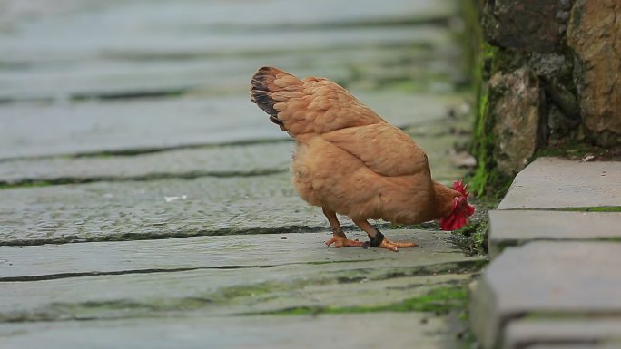 农村巷子母鸡觅食石阶上石板路上母鸡找食物