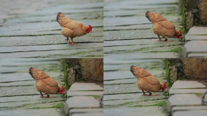 农村巷子母鸡觅食石阶上石板路上母鸡找食物