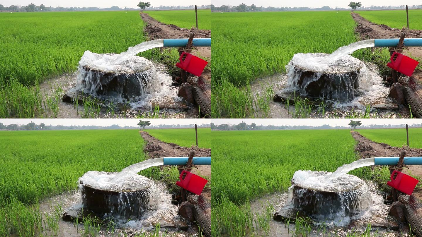 水从管道中流出，流入绿色稻田中的混凝土水池。。
