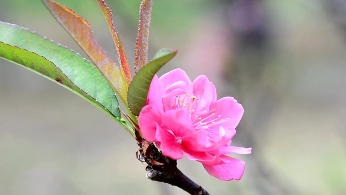 梅花开花