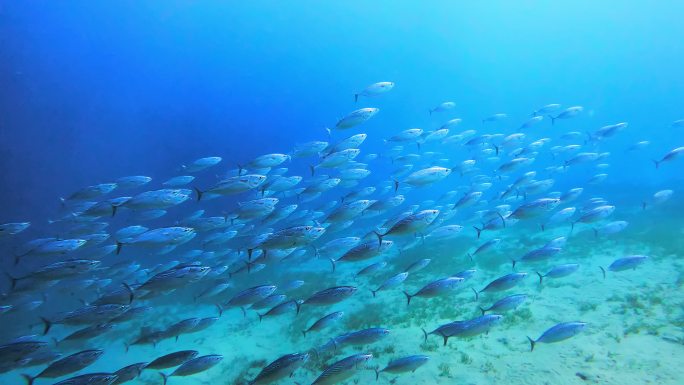 鱼类在海洋中游泳的4k视频片段