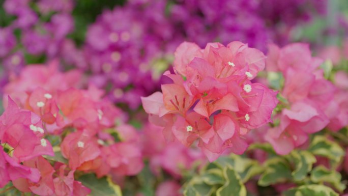 国家植物园/北京植物园/叶子花/花卉