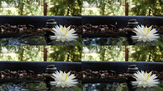 水滴在平衡石和白莲花附近下落的慢动作