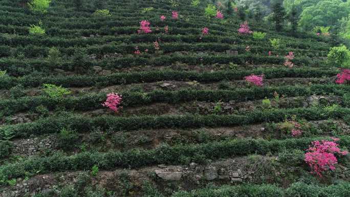 六安茶谷九十里山水画廊