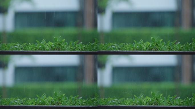 雨天城市的绿叶自然