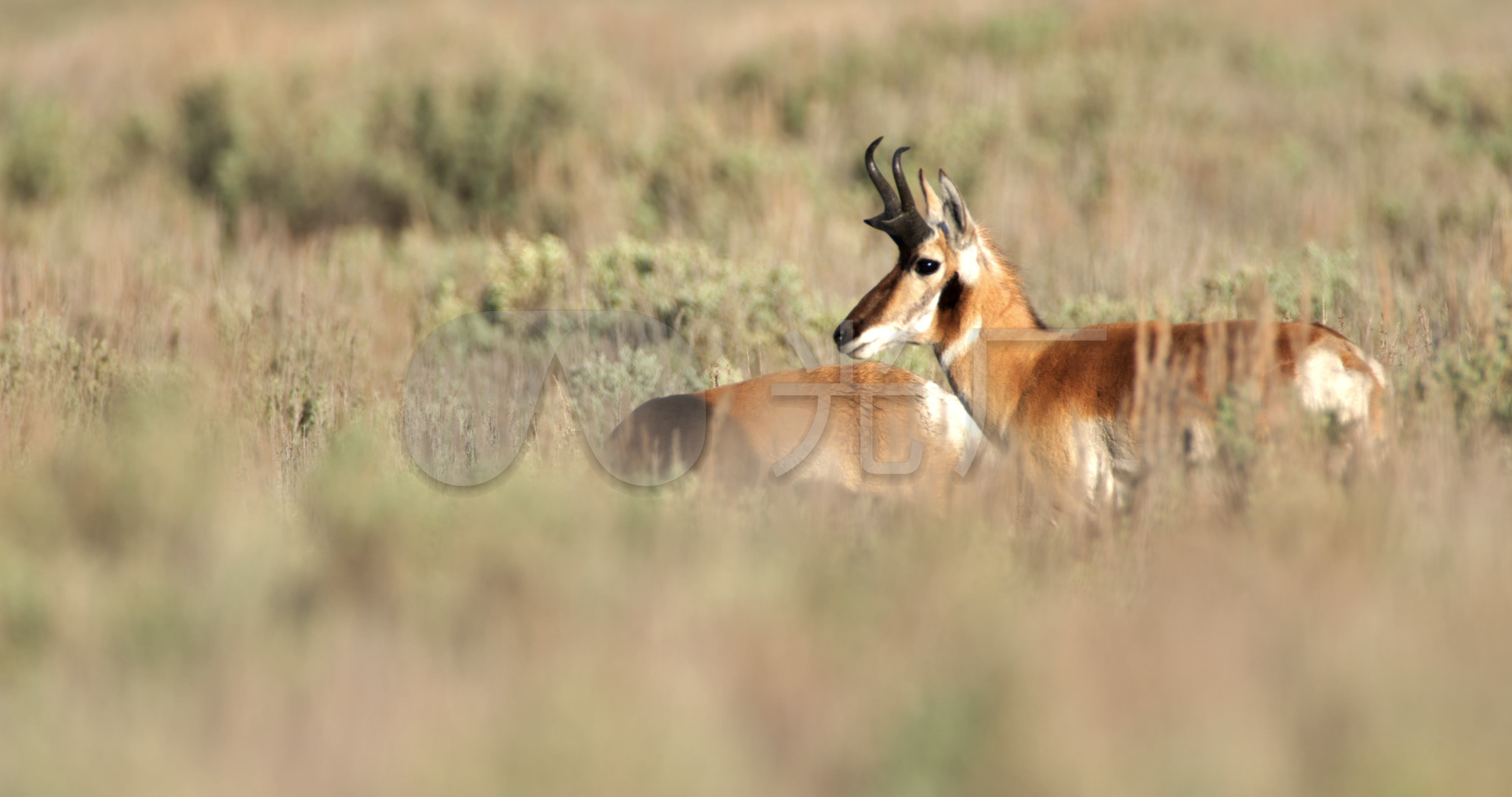 如何分辨藏原羚、蒙古原羚、和普氏原羚？