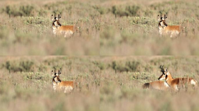 叉角羚、羚羊、黄石国家公园、怀俄明州