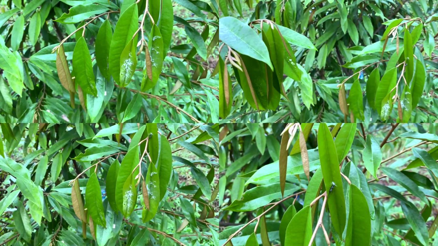 绿色榴莲叶上的黑蚁和蚜虫